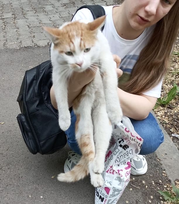 Кто потерял котика в районе Толе би и Кожамкулова