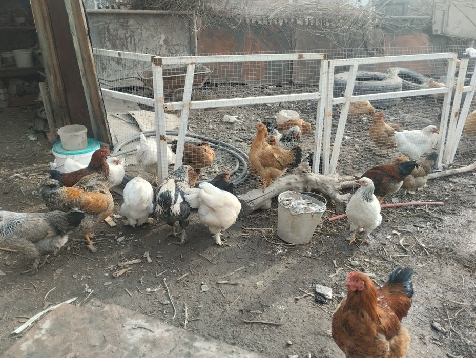 Продам куры и питухов порода разные