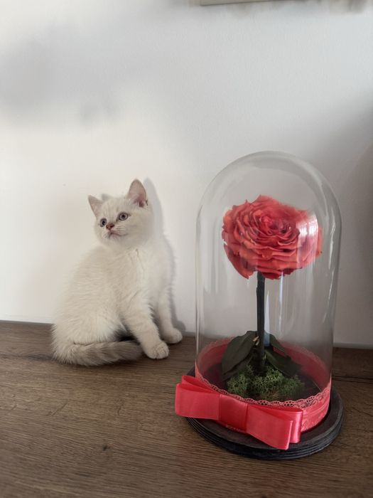 British alb 2 luni deparazitat si vaccinat