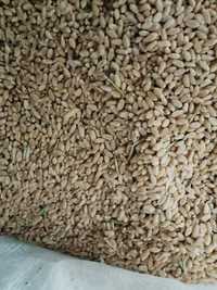 Пшеница зерно продам