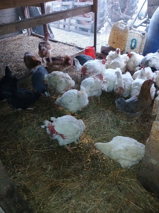 Găini de carne și rasă mixtă.