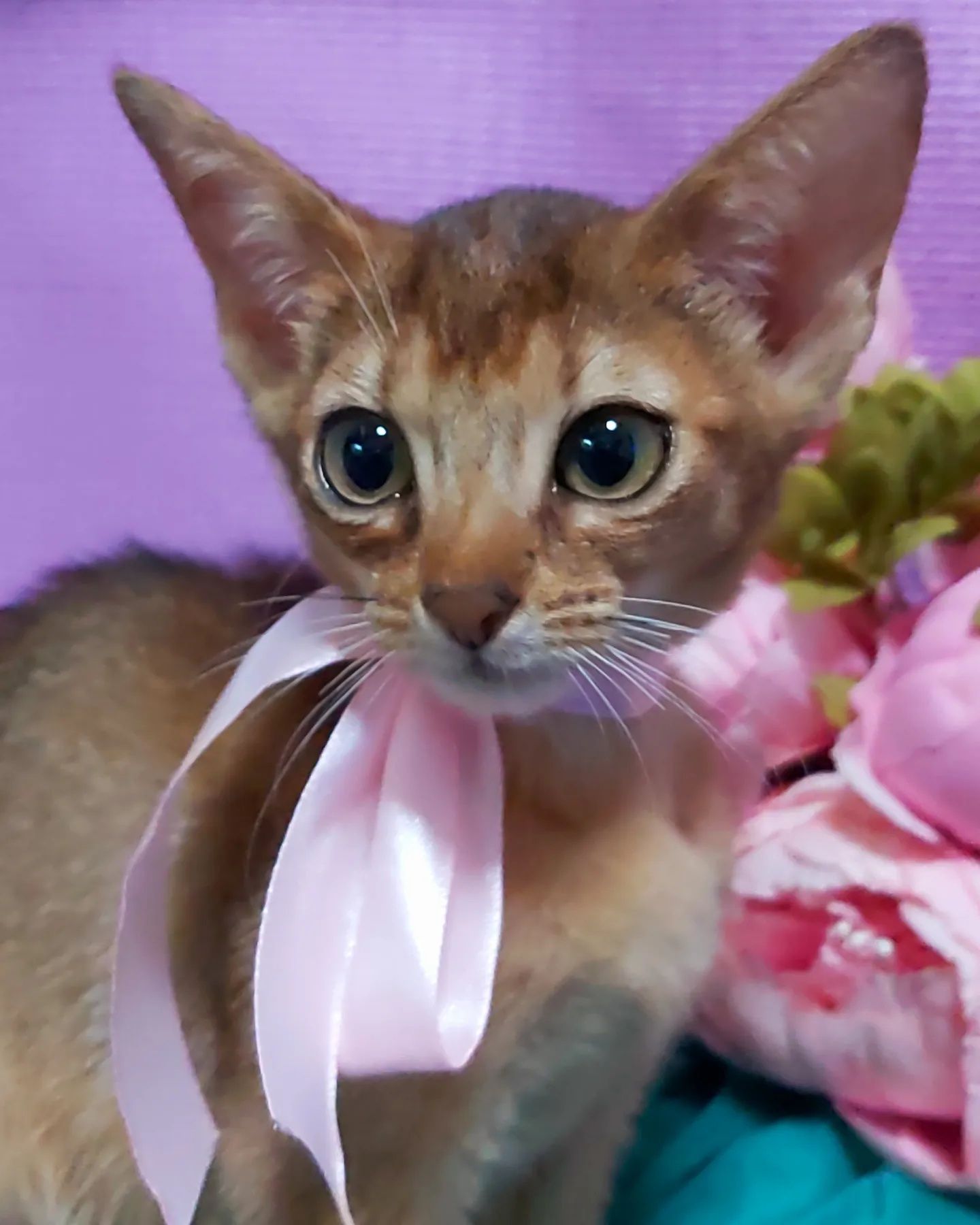 ABYSSINIAN KITTEN ! Котята абиссинские !