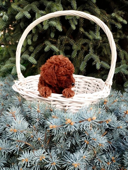 Той пудел Poodle toi