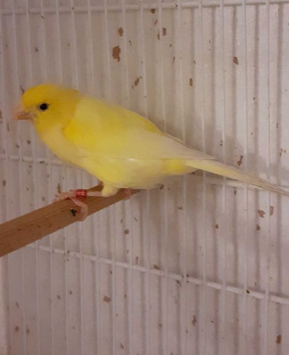 Canari Malinois-Waterslager