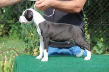 Mascul amstaff de vanzare