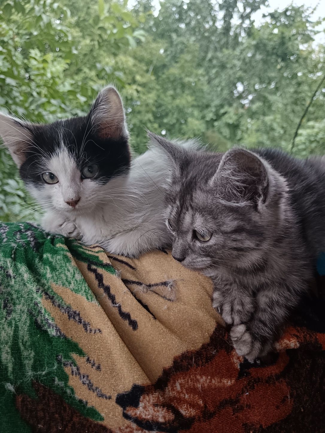 Котята крысоловки