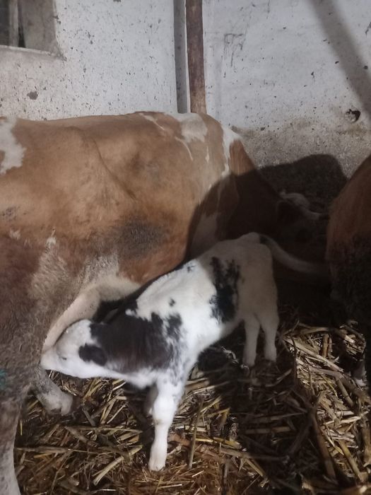 Vând vaca cu tot cu vițel