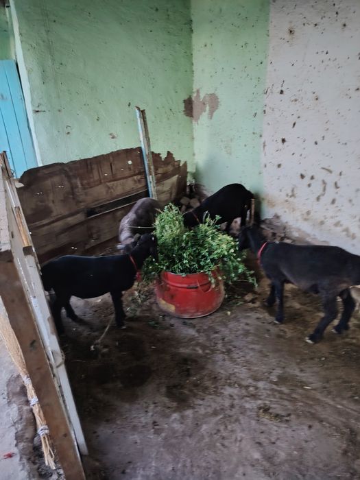 Shu yilgi barra qo'chqorlar