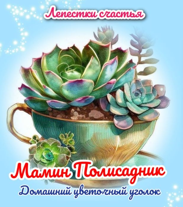 Комнатные цветы. Суккуленты и другие комнатные растения.Продажа растиш