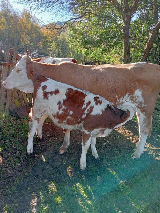 Vând vaca și viteii