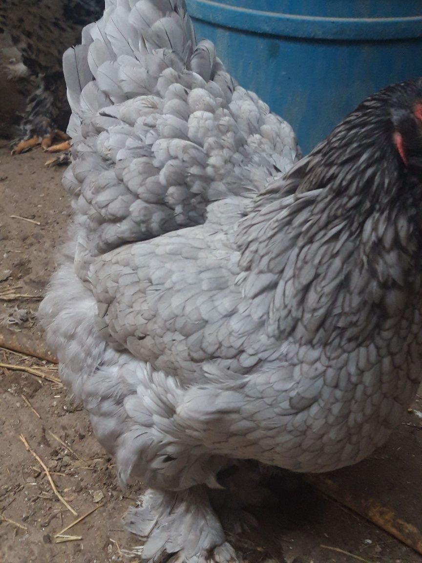 Pui brahma de vînzare rasă originală