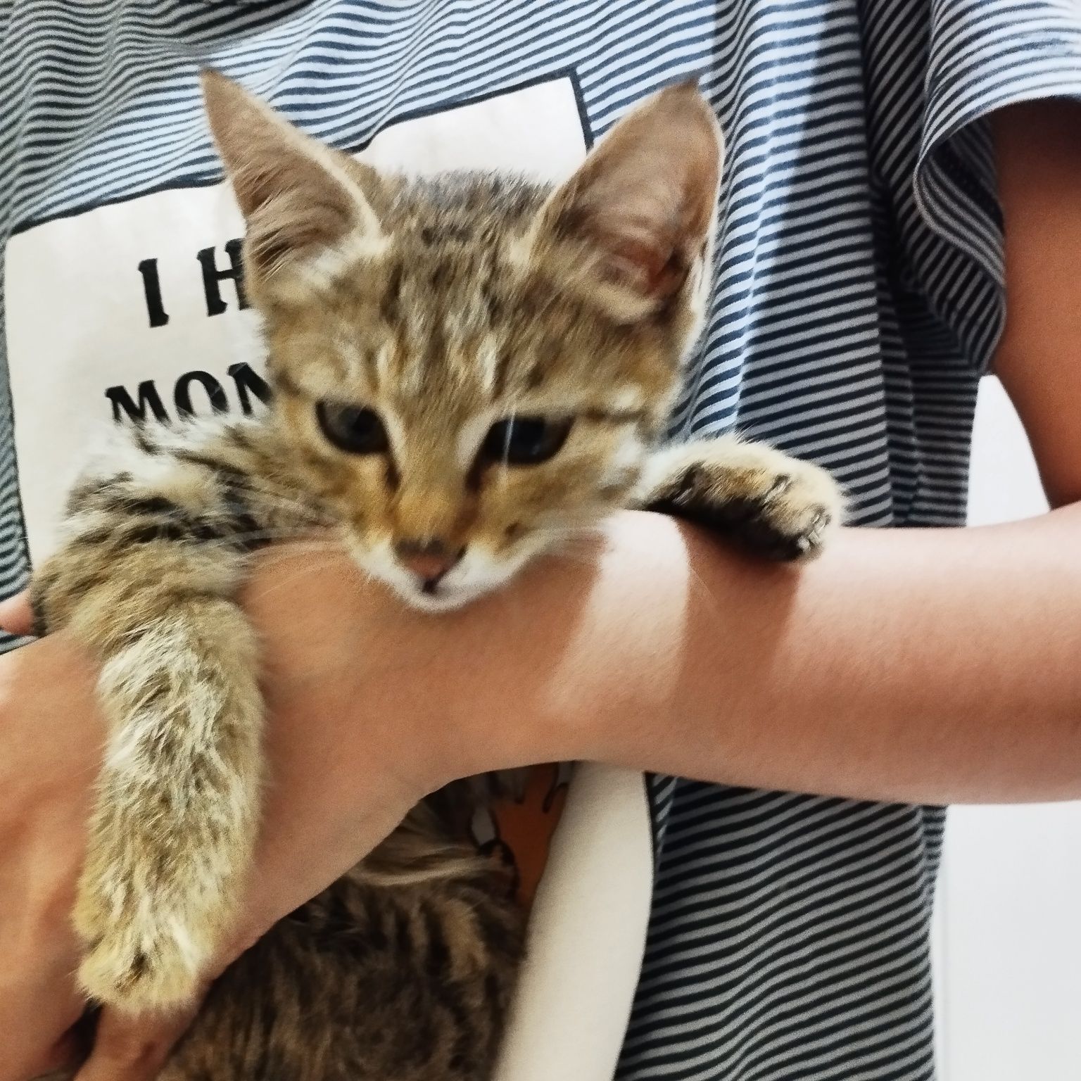 Кошка ищет любишую семью мальчик