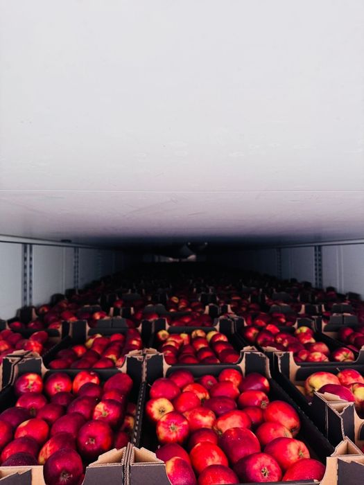 Oferim spre vânzare cartofi albi Cartof roșu, Mere ,pere ,varza Țelină