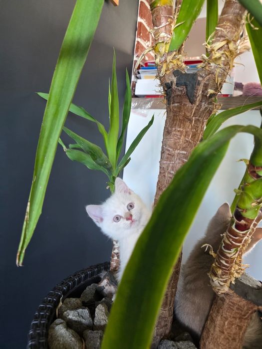 British alb 2 luni deparazitat si vaccinat