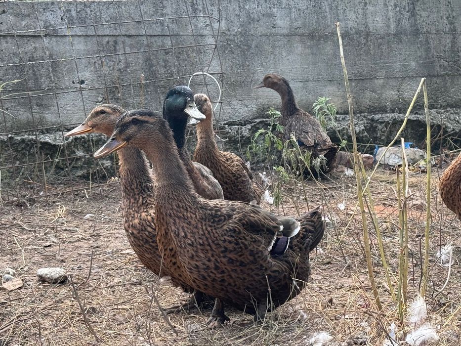 Ouă incubat Rouen sălbatic original