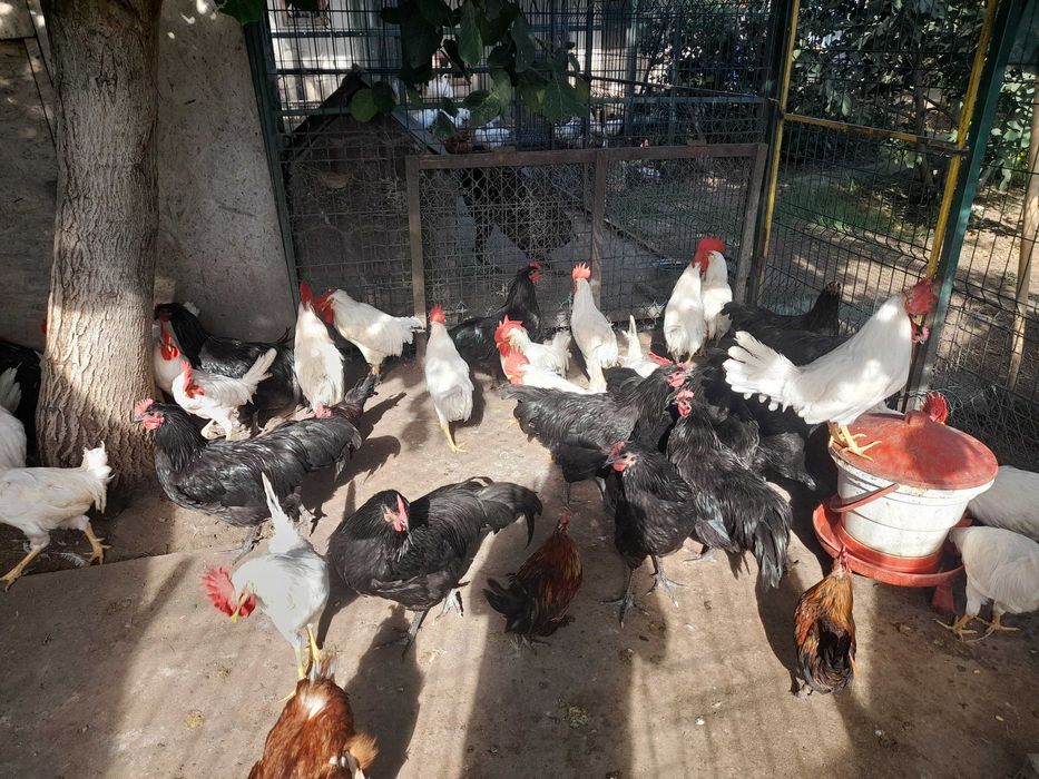 Vand cocosi leghorn si australorp 2025