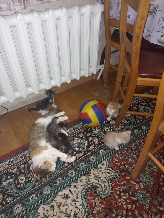 Отдам котят в хорошие руки.