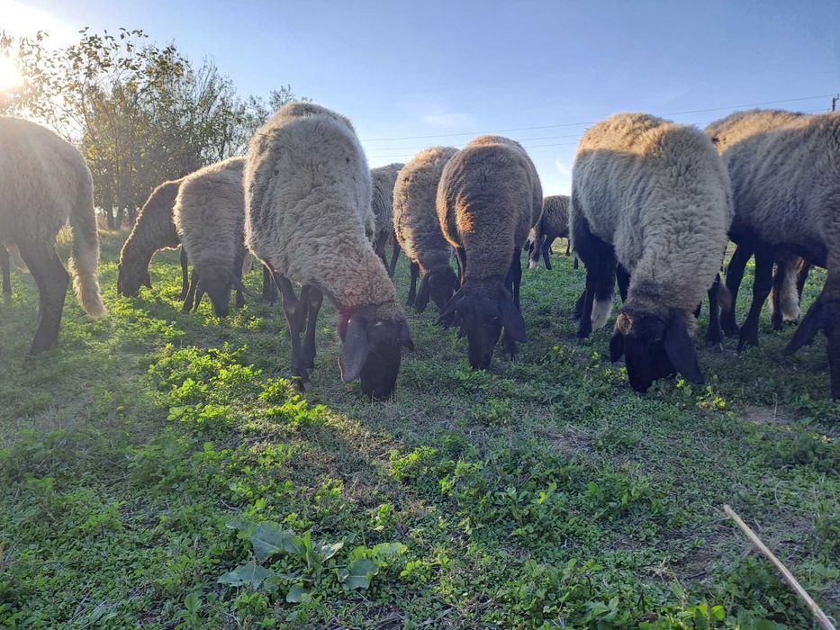 Продавам плевенска черноглава