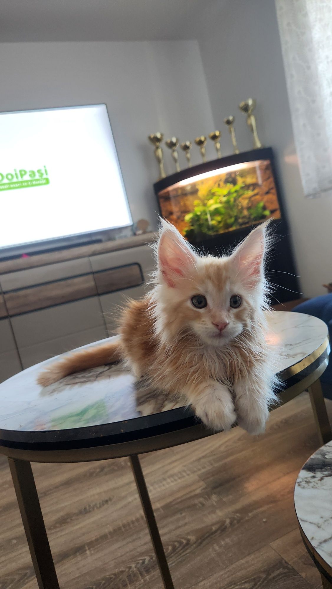 Pui de pisică Maine Coon cu pedigree