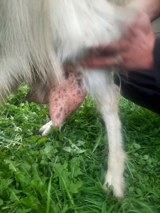 Animalele domestice capre