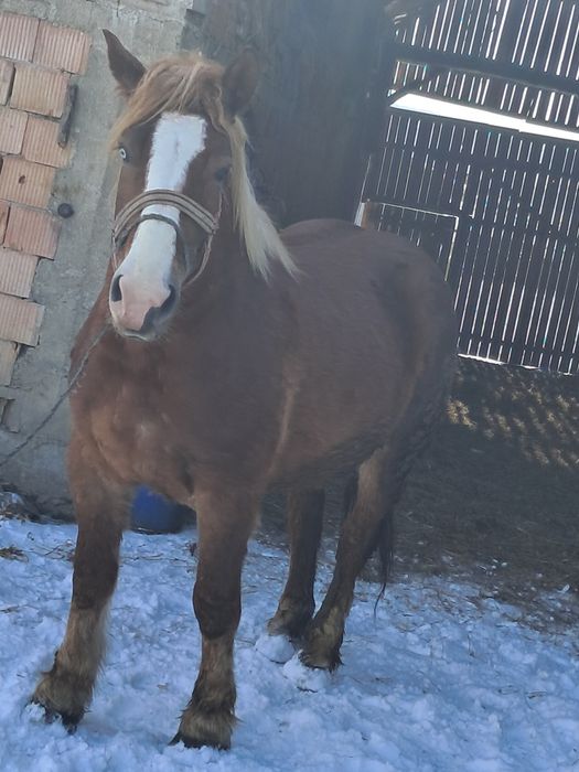 Iapa de vânzare de 4 ani