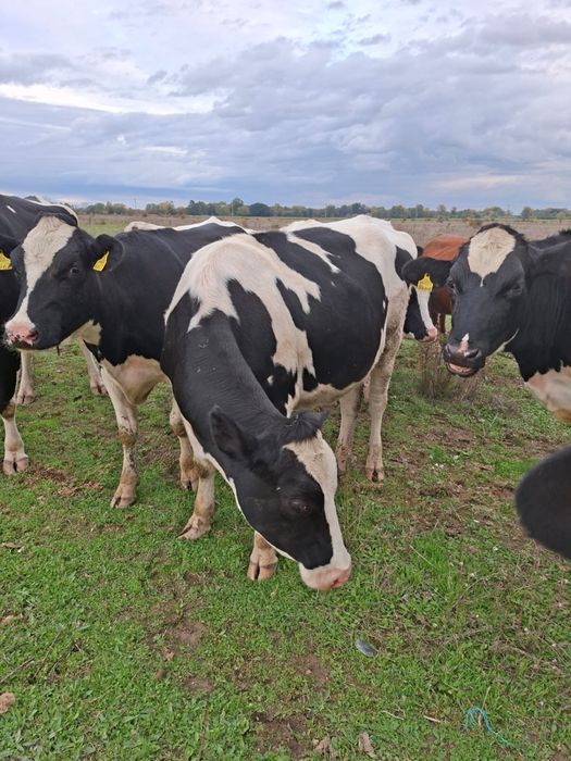 Vând Junici Holstein cu certificat de origine
