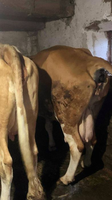 Vând 4 vaci baltate românești dintre care una are o vitea