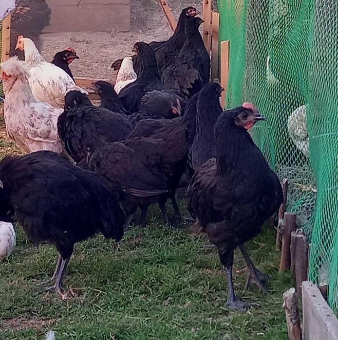 Brahma Gold Laced, Australorp negru, Lohman Brown