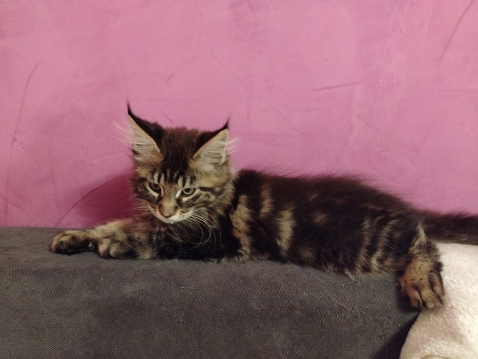 Baietel rasa pura Maine Coon