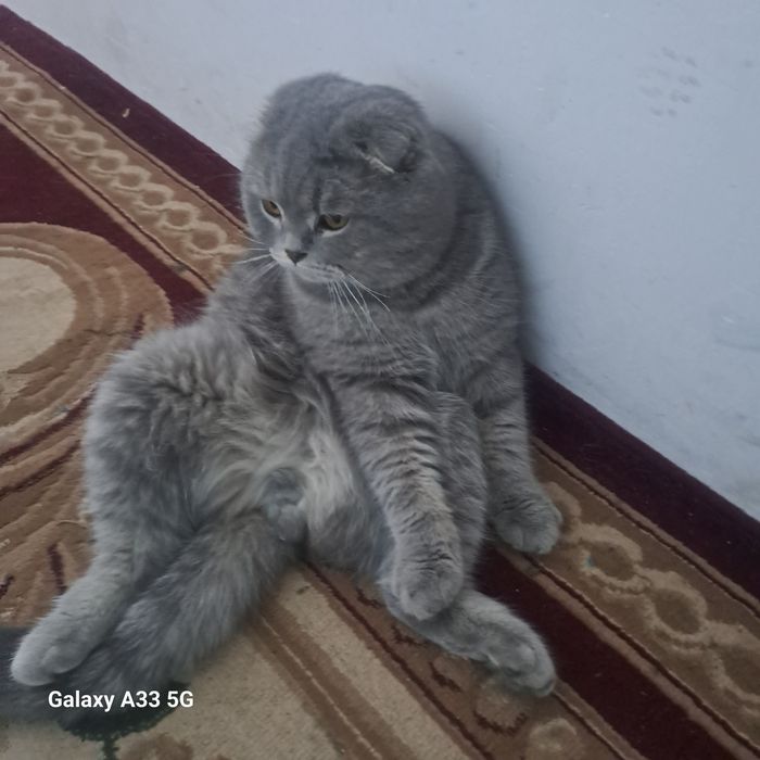 Зотли Скотиш фолд сотилади