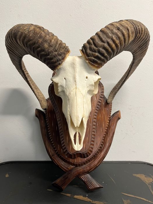 8 бр. трофеи от муфлон