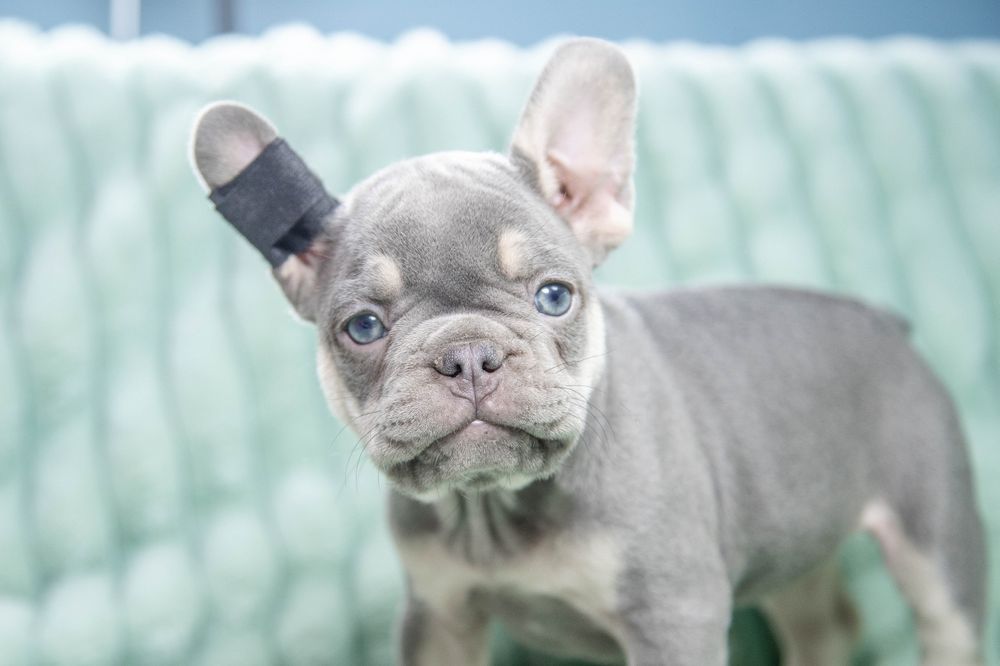 bulldog francez lilac tan
