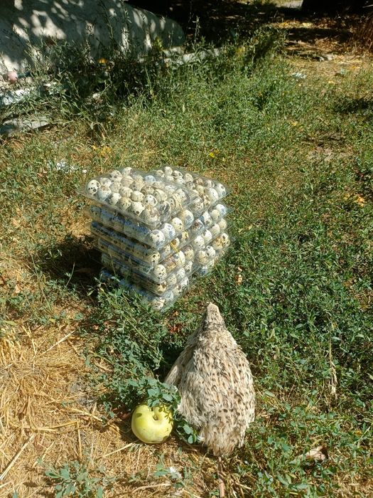 Prepelițe Jumbo Gold și Gigant Polare