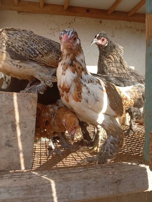 Продам японок  8-9 штук 1 из них чайник .