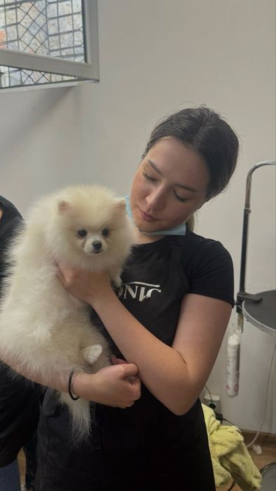 Frizerie canină / Toaletaj canin / Tuns Căței / Tuns Canin Bragadiru