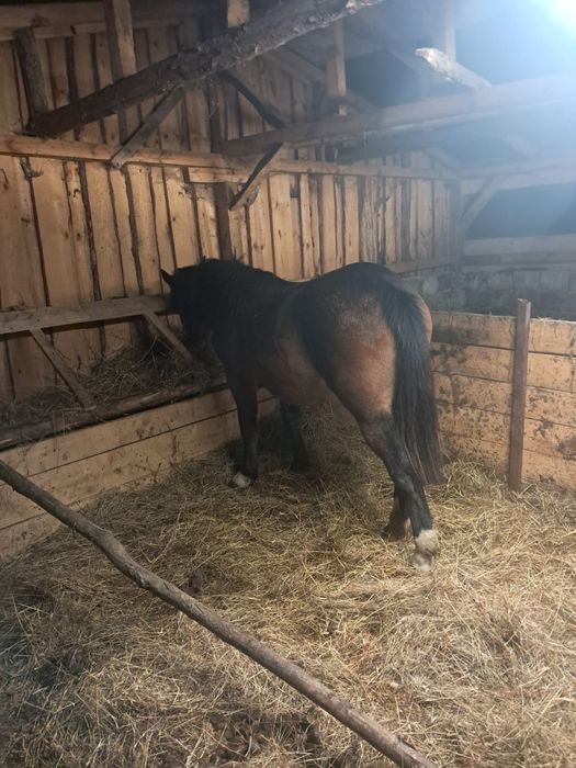 Vand manza de 1 an si 2 luni