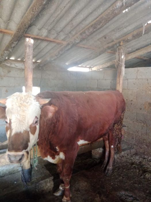 Тараз каласы Ровный ауылында Бұқа сатылады