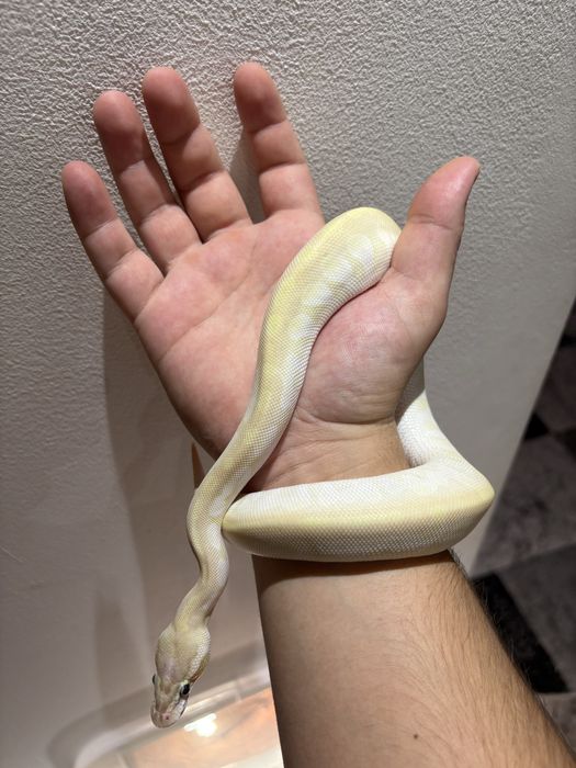 Vând Tokay Gecko (Gekko gecko) / Pitoni regali baby - femelă+mascul