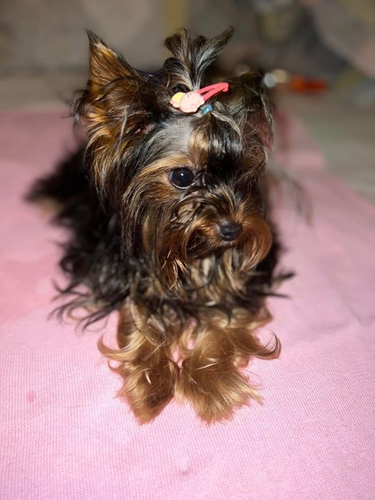 Кучк йорки на 3 године