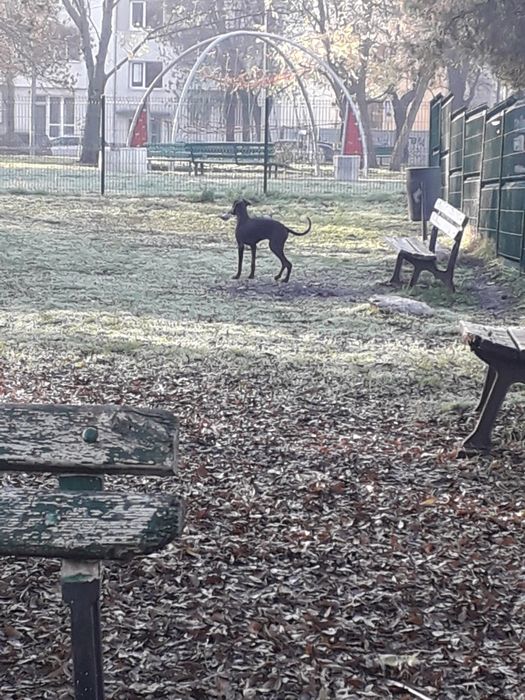 женски доберман на 5 месеца и половина