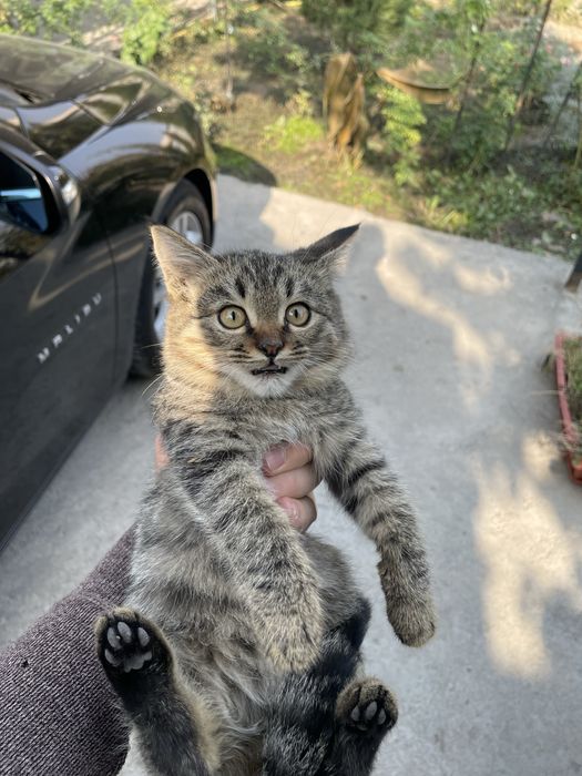 Бесплатно котенок