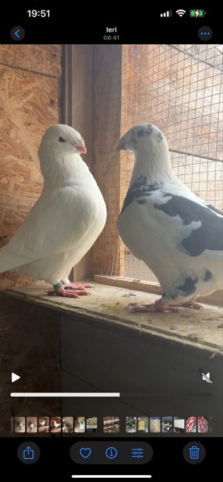 Porumbei americani AGH