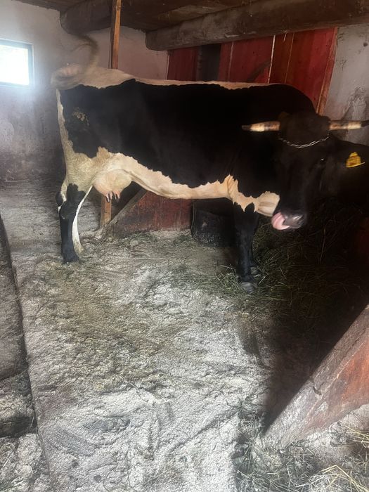 Vand vaca gestanta in 3 luni