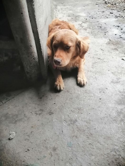 Donatie vizsla maghiara