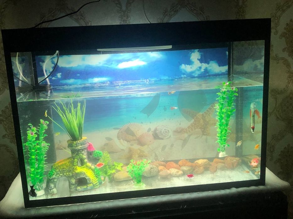 Yaxshi holatdagi o aquarium