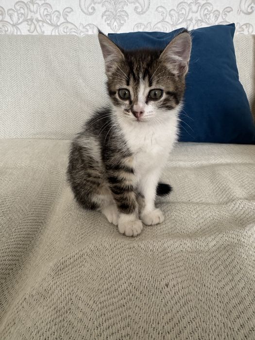 Отдам котят в добрые руки