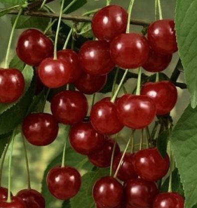 Visin (Soiul Rubin )