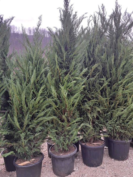 Tuia leylandi, smarald, spirală, pon pon, magnolie, mesteacăn tei