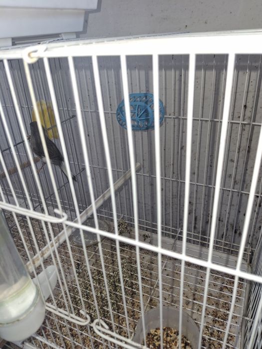 Продаются канарейки