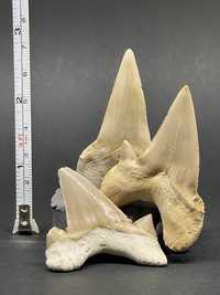 Вкаменелост/Фосил, зъб от акула - 100% автентични